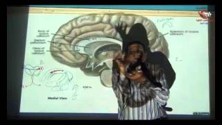 Dr Ahmed Elzainy Commissural amp Association fibers Neuroanatomy الدكتور احمد الزيني [upl. by Suirad]