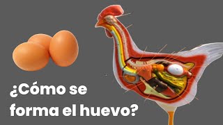 ¿Cómo se forma el huevo de gallina [upl. by Moody]