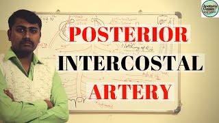 Posterior Intercostal Artery [upl. by Inalan]