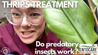 Thrips treatment  do predatory mites work ft Entocarenl  Plant with Roos [upl. by Hadrian944]