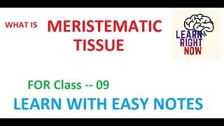 MERISTEMATIC TISSUE  CLASS 09 [upl. by Ainoval]