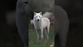 Loup Arctique mâle de 1 an wolf cinematic reels roamtheplanet birds fly bayern [upl. by Icyac]