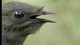 Amazing Bird Sounds From The Lyre Bird  David Attenborough  BBC Wildlife [upl. by Saw]