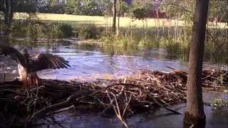 Hawk Attacks duckling at THE POND COVERT RED 40 [upl. by Greggory]