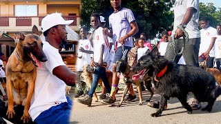 Dogs and Owners hit the streets for a massive Dog Walk in Memory of a Dog  Nalas Memorial Dog Walk [upl. by Siurad]