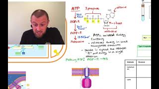 Respiration Mindmap OCR A Level Biology Module 57 [upl. by Dibrin20]