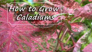 Caladium Care  PlantingGrowingStoring Bulbs [upl. by Most]