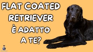 Flat Coated Retriever Cosa Sapere [upl. by Llerihs]