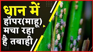 paddy hopper control।brown plant hopper।management brown plant hopper in paddy। [upl. by Atinuaj]