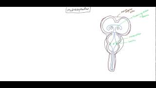 Hydrocephalus NeuroAnatomy and Physiology of CSF for USMLE [upl. by Aicila]