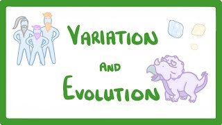 GCSE Biology  Variation and Evolution 68 [upl. by Sharity314]