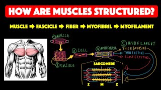 Skeletal muscle structure [upl. by Mandelbaum]