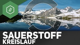 Sauerstoffkreislauf – Stoffkreisläufe 4 [upl. by Aloap195]