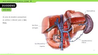 VASCULARIZAÃ‡ÃƒO E INERVAÃ‡ÃƒO DO DUODENO medicina fisioterapia angiologia medicos anatomiaclinica [upl. by Yenot]