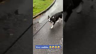 Vodítko stále nepřítel čislo jedna 😂😂😂😂AgyBorderCollie NaVerande [upl. by Bijan394]