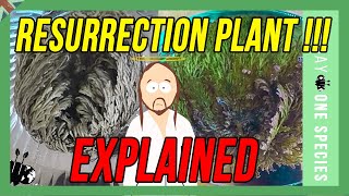 Resurrection plant  dinosaur plant how it works [upl. by Janina301]