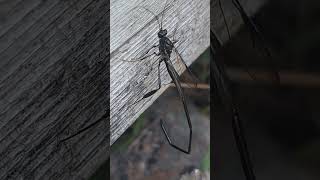 A Tiny Appreciation Moment with a Dragonfly in Midland Ontario on William Street August 4 2024 [upl. by Gladys]