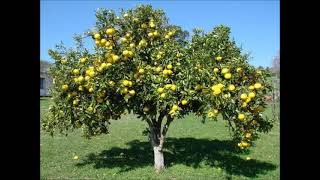 TENHO NO QUINTAL UM LIMOEIRO  só instrumental e letra  Canto Alentejano AMANTES DO ALENTEJO [upl. by Aihsenak936]