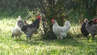 Chickens Blue Andalusian dUccle black frizzle Cochin blue breasted OEG Australorp Orpington [upl. by Maon709]