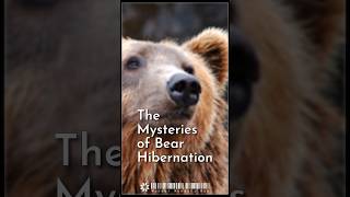 The Mysteries of Bear Hibernation [upl. by Godard]