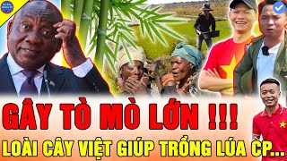 🔴THẾ GIỚI LẠ LẪM Team Quang Linh Vlogs ỨNG DỤNG ĐỘC ĐÁO TRONG TRỒNG LÚA NƯỚC VIỆT TẠI CHÂU PHI [upl. by Salas]