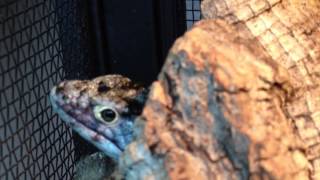 How to Set Up and Care for Abronia Mexican Alligator Lizards [upl. by Stets423]