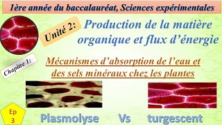 1BSEFU2CH1EP3 comparaisons entre turgescence et plasmolyse et explication [upl. by Longan]