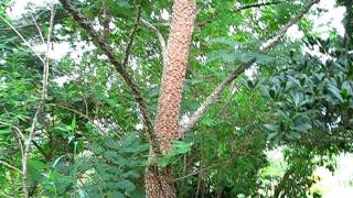 Anadenanthera spp in Indian River county [upl. by Corsiglia]