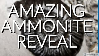 Fossil Hunting Amazing Ammonite Reveal [upl. by Antrim]