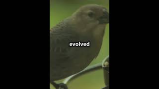 Galápagos Finches Evolution in Action naturelovers science birds finches [upl. by Morgan13]