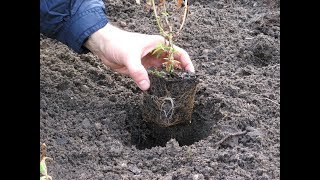 Planter une vivace [upl. by Marciano960]