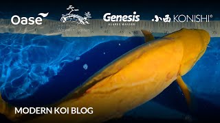 Modern Koi Blog 6125  Bennis beide neuen Konishis mit Superjumbopotential [upl. by Oiramed888]