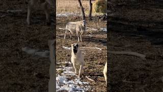 We got the mix of St Croix and Barbados sheepfarming permaculture anatolianshepherd [upl. by Quackenbush]