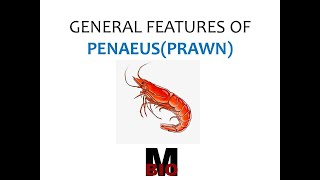 TYPE STUDY GENERAL FEATURES OF PENAEUS PRAWN [upl. by Tuhn]