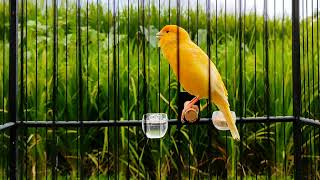 TOP BABY CANARY TEACHER  TRAIN YOUR CANARY TO SING  Canary training song [upl. by Hammerskjold614]