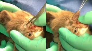 Removing A Large Botfly Maggot From Kittens Face Part 33 [upl. by Zenitram]