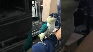 Par blue Black headed Caique [upl. by Avis254]