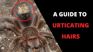 The Tarantula Owners Guide To Urticating Hairs [upl. by Danella]