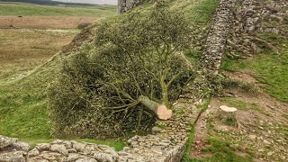 One of Britains most famous trees deliberately felled  AFP [upl. by Aihsakal]