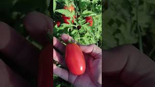 San Marzano tomatoes gardeningtips [upl. by Yemarej]