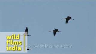 Common crane Grus grus flock in flight [upl. by Malynda]