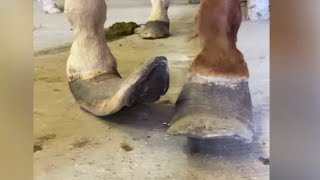 EXTREMELY Long Horse Hooves get TRANSFORMATION [upl. by Assedo]