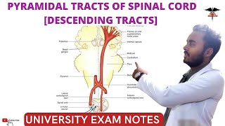 Descending Tracts of Spinal Cord  Pyramidal Tracts CNS Physiology [upl. by Zetneuq195]