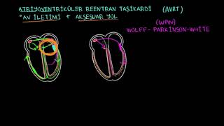 Atriyoventriküler Reentran Taşikardi ve AV Düğüm Reentran Taşikardisi AVNRT Fen Bilimleri [upl. by Merriam472]