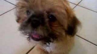 Lucky The Shih Tzu Puppy Barking [upl. by Nedac]