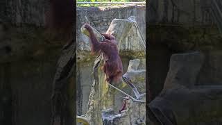 紅毛猩猩Bornean OrangutanTaipei Zoo [upl. by Queen]