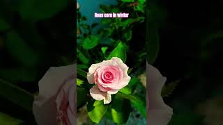 Rose care rosecare rose ytshorts shortfeed youtubeshorts gardenplants flowers plants [upl. by Skipton]