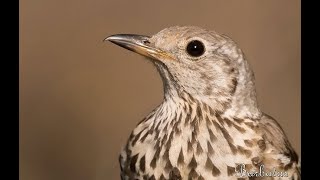 ZORZAL CHARLO  MISTLE THRUSH  Turdus viscivorus 4K [upl. by Romona346]