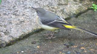 Grey Wagtail at the waters edge [upl. by Marlee]