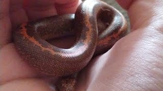 why kenyan sand boas are the BEST pets EVER reptiles snek snake pets [upl. by Siahc]